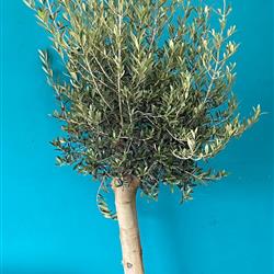 150cm Olive Tree