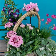 Mixed Flowering Planter