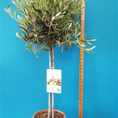 Olive Tree 3,5ft - Local Delivery Only