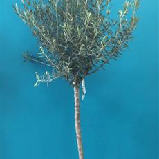 Olive Tree 6ft - Local Delivery Only